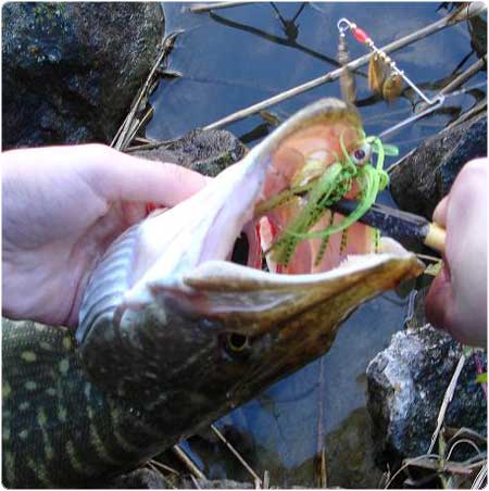 Hechtangeln mit Spinnerbait