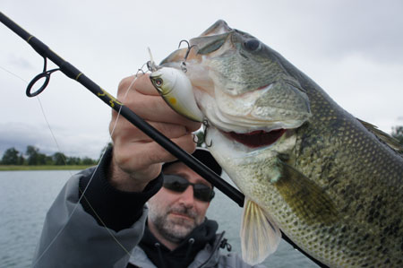 Schwarzbarsch auf Crankbait gefangen