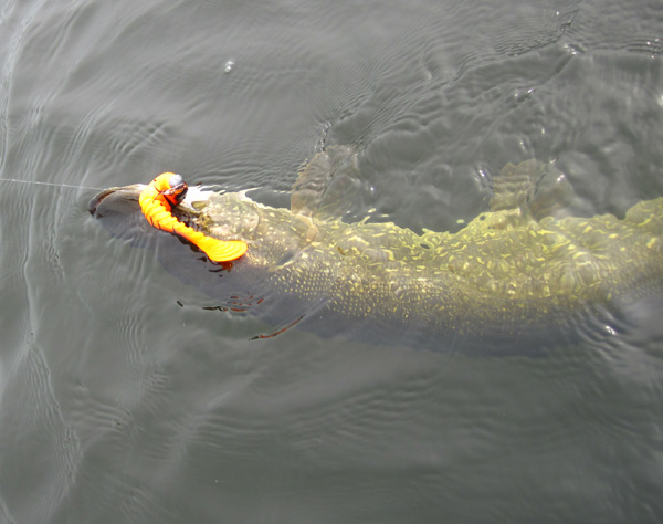 Havel-Hecht auf Gummiköder