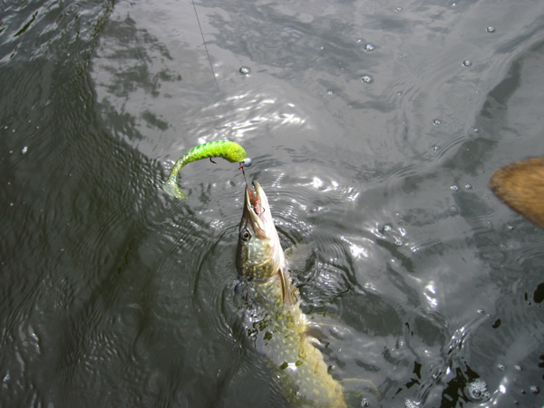 Kleiner Hecht aus der Havel