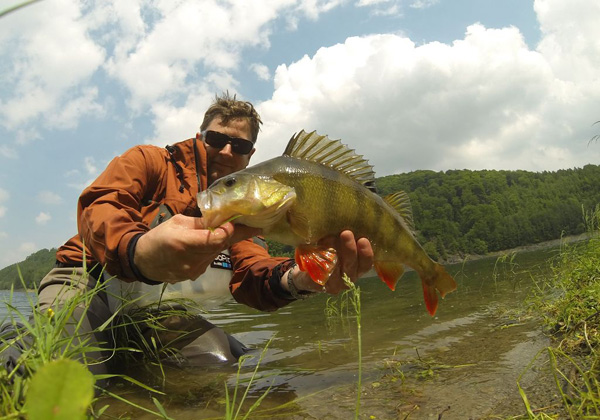 Fliegenfischen auf Barsch - ein richtig dicker Barsch!