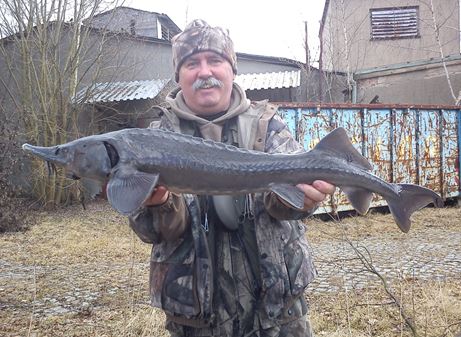 Beim ultraleichten Spinnfischen gefangener Stör