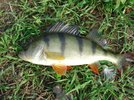 dsc00119__small_.jpg