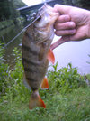 img00007-barsch.jpg