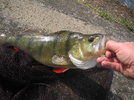 barsch2_915.jpg