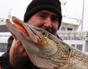 reins_bubbling_shad_hecht.jpg reins_bubbling_shad_hecht.jpg