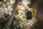 Insekten_Stechlin-7926.jpg