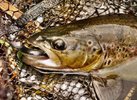 softbaittrout cutted 1.jpg