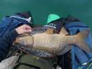 blubberflycarp_res.jpg blubberflycarp_res.jpg