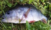 IMAG0237 - Kopie.jpg