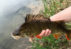 zero5-barsch-1.jpg zero5-barsch-1.jpg