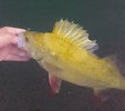 Mandarin Perch.jpg Mandarin Perch.jpg
