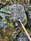 Trout Native.jpg Trout Native.jpg