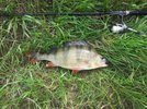 Barsch_47_03092014.jpg Barsch_47_03092014.jpg