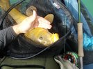 8carp3.jpg