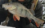 barsche 35cm+ 12014 _3.jpg
