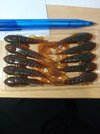 IMG_20201015_094033.jpg