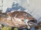 Grouper 2.jpg Grouper 2.jpg