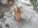 IMG_20201205_131252.jpg