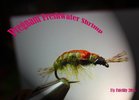 Pregnant Freshwater Shrimp.jpg