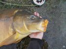 cwmcarp1.jpg