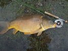 cwmcarp2.jpg