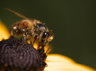 Biene auf Sonnenhut1-1.jpg