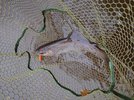 DSC_4252.JPG