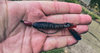 201206_MissleBaits_Baby-DBomb_0201.jpg