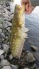IMG_20210601_212818.jpg