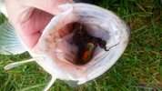 IMG-20161023-WA0012.jpg IMG-20161023-WA0012.jpg