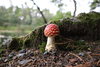 AC7D2E15-952C-45D2-8EAB-6A720E2B53F7.jpeg