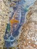 Ballan Wrasse.jpg