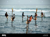 stelzenfischer-fischer-auf-stelzen-angeln-im-seichten-wasser-indischer-ozean-ceylon-sri-lanka-...jpg