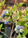 220701_Blaubeeren_1632-Web_0016.jpg