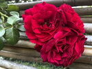 Heckenrose_220714.jpg