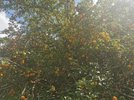 IMG_20220721_152356.jpg
