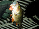 34er_perch_2007-11-10.jpg