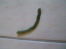 p6160666__wince_.jpg