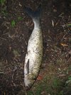 img_1984.jpg