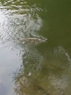 DSC_5178.JPG
