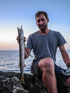 Mediterranean Barracuda Docken