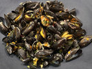 3 Moules 220906.jpg