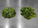 2 Oregano Majoran 220910.jpg