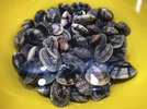 5 Vongole Verace 221021 - Kopie.jpg