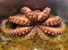 3 Pulpo 221117.jpg