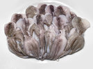 1 Pulpo 221202.jpg