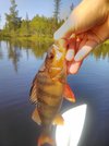 IMG_20170725_125411.jpg