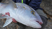 Amberjack_Max_Docken_2.jpg