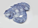 4 Shrimps 230420.jpg